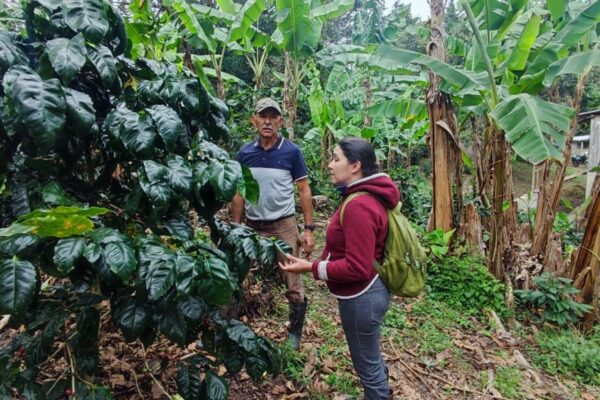 IPSA refuerza monitoreo y vigilancia fitosanitaria en cafetales para garantizar la salud del cultivo