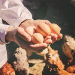 Producción de huevo garantiza el abastecimiento en los mercados nacionales