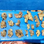 INPESCA Valida Cultivo de Ostión de Mangle en Cayos Perlas