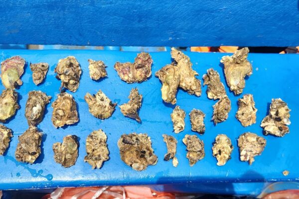 INPESCA Valida Cultivo de Ostión de Mangle en Cayos Perlas