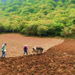 Gobierno Promueve Nuevas Prácticas y Tecnologías en la Producción de Maíz y Frijol Rojo para la Postrera 2024