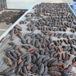 Inicio de la Temporada de Pesca de Pepino de Mar 2025