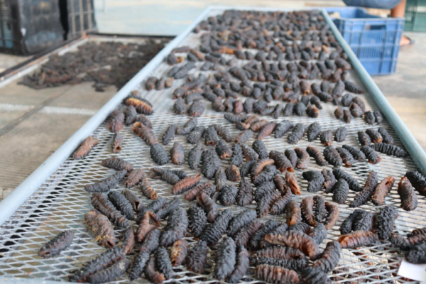 Inicio de la Temporada de Pesca de Pepino de Mar 2025