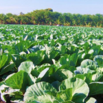 Aumento en la Producción de Repollo para Consumo Nacional