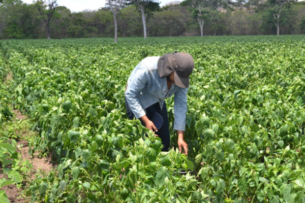 Cosecha de tomate y chiltoma abastece mercados locales y regionales
