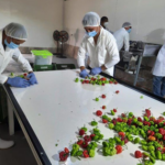 Garantizamos Sanidad para Exportar Chile Dulce