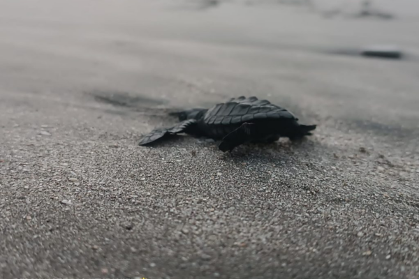 437 Tortuguillos Liberados en Chacocente