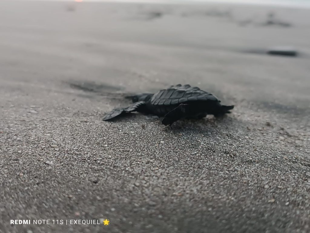 437 Tortuguillos Liberados en Chacocente