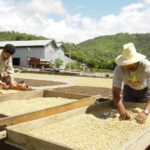 Avanza Acopio de Cosecha de Café, Ciclo 2024/2025