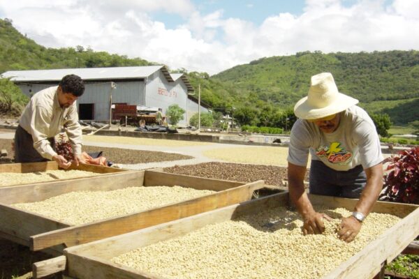 Avanza Acopio de Cosecha de Café, Ciclo 2024/2025