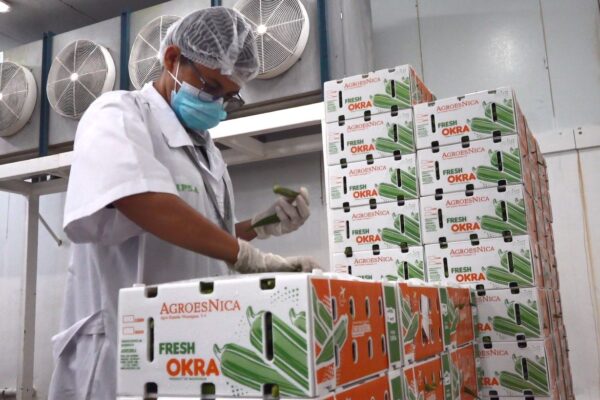 IPSA certifica exportación de cultivos no tradicionales