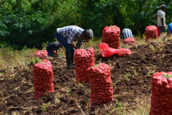 Cosecha de papa 2024: Meses de buenos resultados para los productores