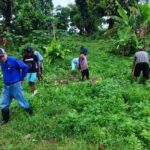 IPSA refuerza vigilancia fitosanitaria contra el gusano rosado del algodón