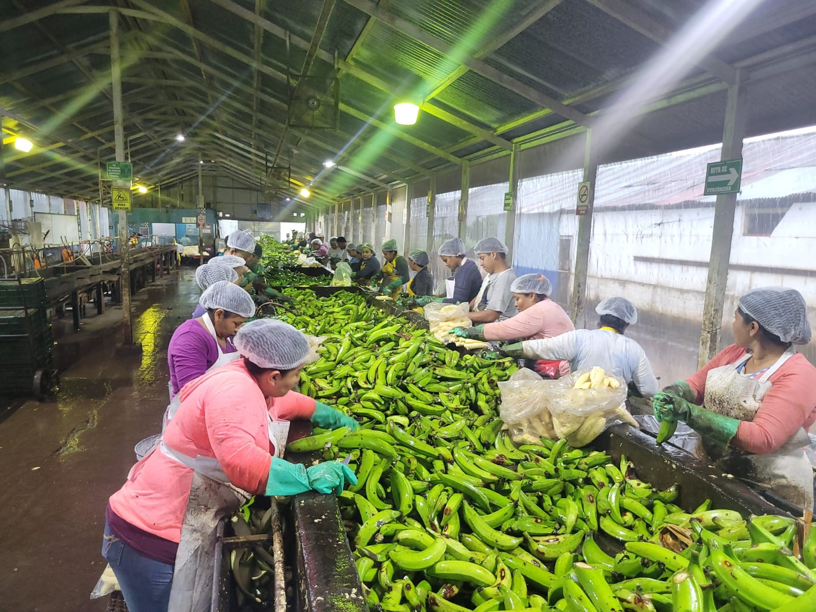 IV Región Registra Excelente Producción de Plátanos en 2024