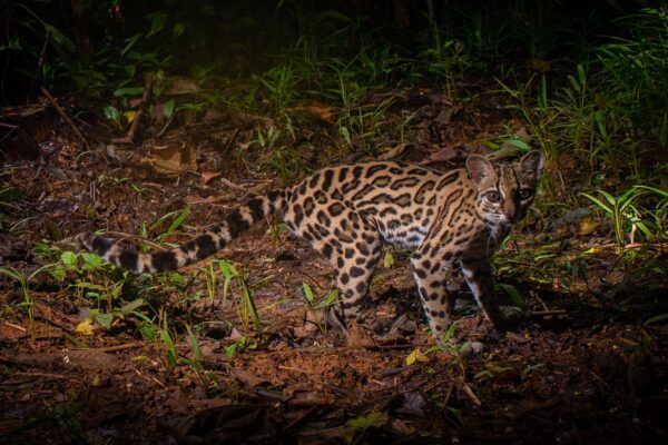 MARENA Inicia Estudio de Diversidad Biológica con Enfoque en Monitoreo Natural