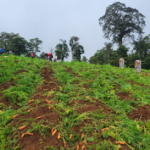 Producción garantizada de Zanahorias: Aseguramos buen abastecimiento para diciembre