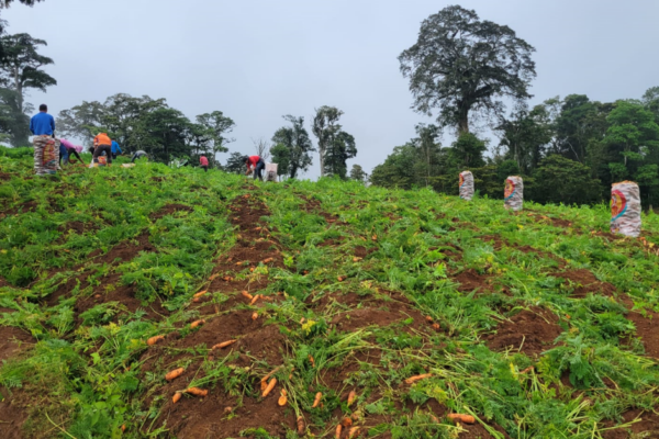 Producción garantizada de Zanahorias: Aseguramos buen abastecimiento para diciembre