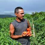 Producción de Chiltoma y Tomate garantiza buen abasto en mercados