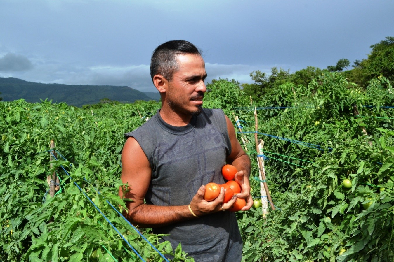 Producción de Chiltoma y Tomate garantiza buen abasto en mercados