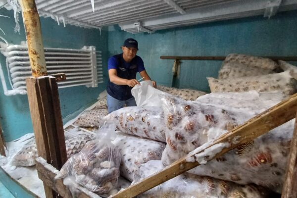 Produciendo Langosta en Nuestro Caribe: Impulso a la Economía Local