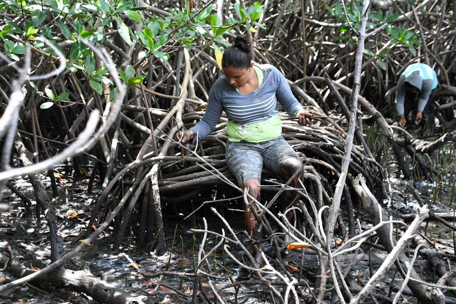 Campaña Nacional “Verde, que te quiero Verde” Avanza en la Reforestación de Chinandega