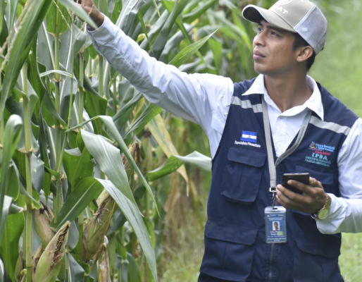 IPSA Refuerza Vigilancia y Protección de la Producción Nacional de Maíz