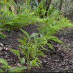 Gestión ambiental 2025: Nicaragua avanza en la protección de la Madre Tierra y la biodiversidad