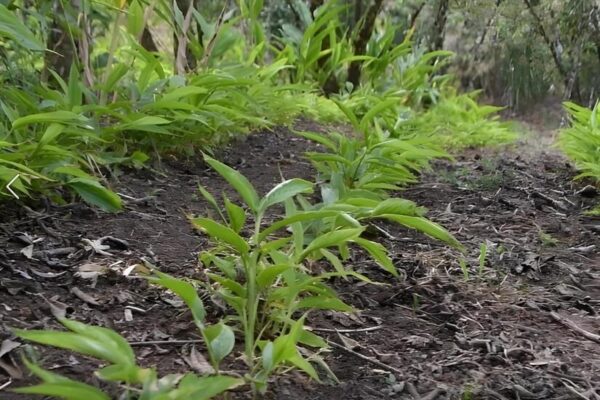 Gestión ambiental 2025: Nicaragua avanza en la protección de la Madre Tierra y la biodiversidad