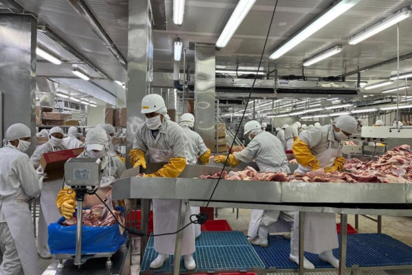 Crecimiento de 7.8% en producción nacional de carne bovina en Nicaragua en 2024