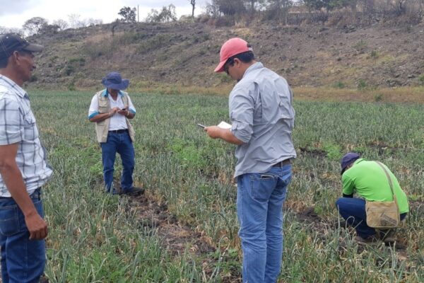 IPSA garantiza vigilancia y control en el cultivo de cebolla
