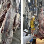 Nicaragua, líder en producción y exportación de carne bovina