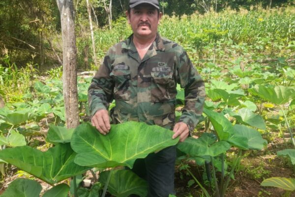 Avanza siembra de malanga y quequisque para el ciclo 2024/2025