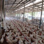 Incremento en la producción de huevo impulsa la economía familiar en Nicaragua