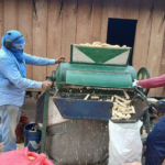 Exitosa cosecha de primera garantiza suministro estable de maíz en Nicaragua