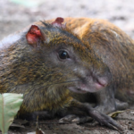 MARENA apoya la transformación de Finca Tonantzin en Refugio Natural en Carazo