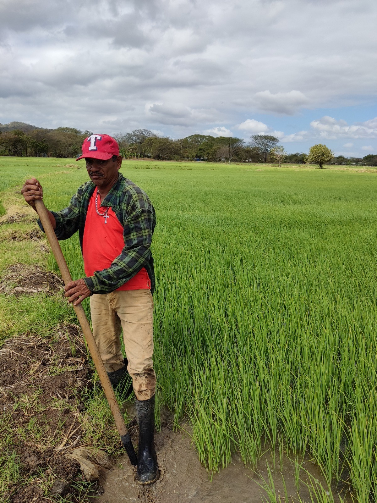 Avance de Siembra de Arroz de Riego de Verano 2024/2025