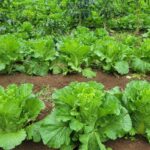 Cosechas de lechuga: Un impulso para la agricultura familiar