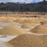 Nicaragua registra producción de 2.3 millones de quintales de café oreados