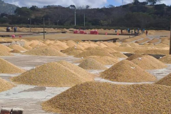 Nicaragua registra producción de 2.3 millones de quintales de café oreados