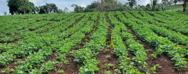 Nicaragua fortalece producción de frijol con la siembra de Apante