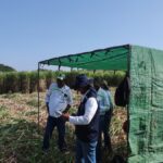 IPSA Fortalece Vigilancia y Producción para la Exportación de Azúcar de Caña