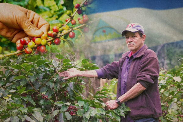 Clausura del Plan de Protección y Seguridad de la Cosecha Cafetalera 2024-2025 se realizará este sábado