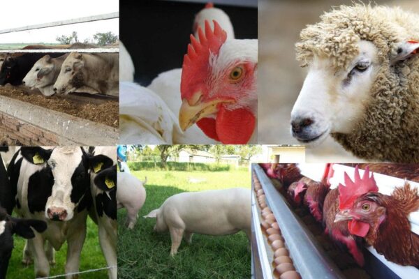 Crecimiento del sector pecuario impulsa la seguridad alimentaria en Nicaragua