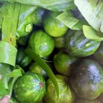 Expectativas de cosecha de ayote para 2025