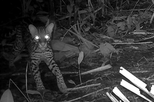 MARENA revisa cámaras trampas en la Reserva Natural Llanos de Lim-baika