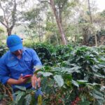 IPSA implementa robusto sistema de vigilancia fitosanitaria en el café de Nicaragua