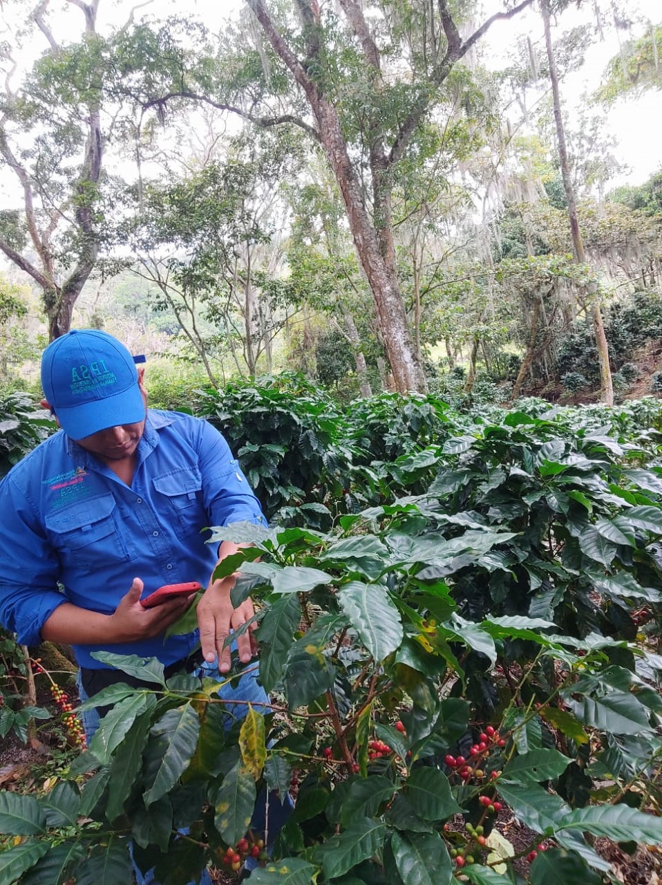 IPSA implementa robusto sistema de vigilancia fitosanitaria en el café de Nicaragua