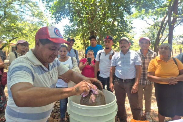 INTA Presenta Alternativa de Alimentación para Ganado Bovino