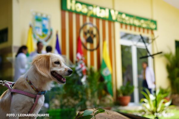 Nicaragua inaugura el primer Hospital Veterinario Público del país