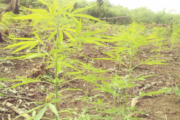 Ejército de Nicaragua incauta plantío de marihuana en Waspam